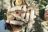 Саратовцы собирают в лесах груши и «разногрибье»  